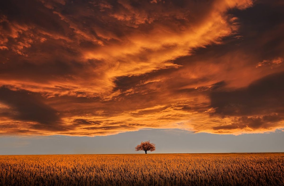 A decorative image of a tree on the horizon with a dark cloud looming above it.